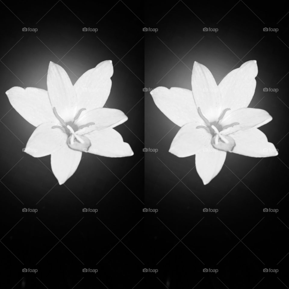Title-Pure Bliss
Description- Black and white image of two white lilies on black background.