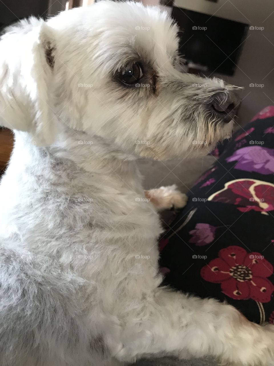 Maltese, summer haircut portrait cute!