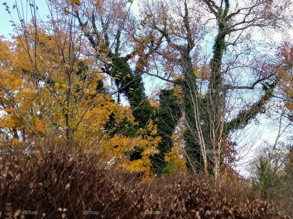 woods in autumn