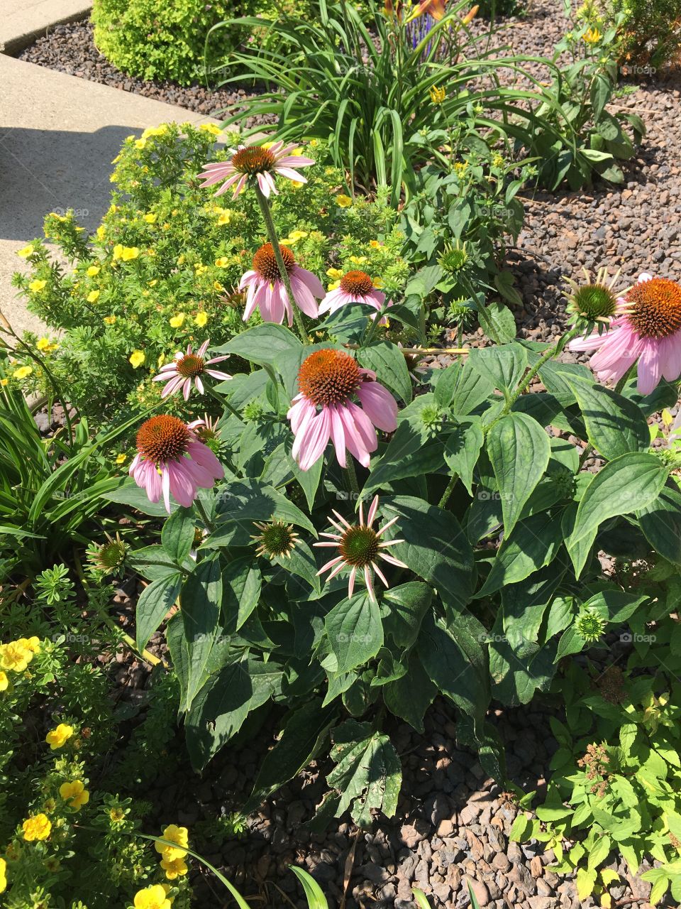 Cone flowers 