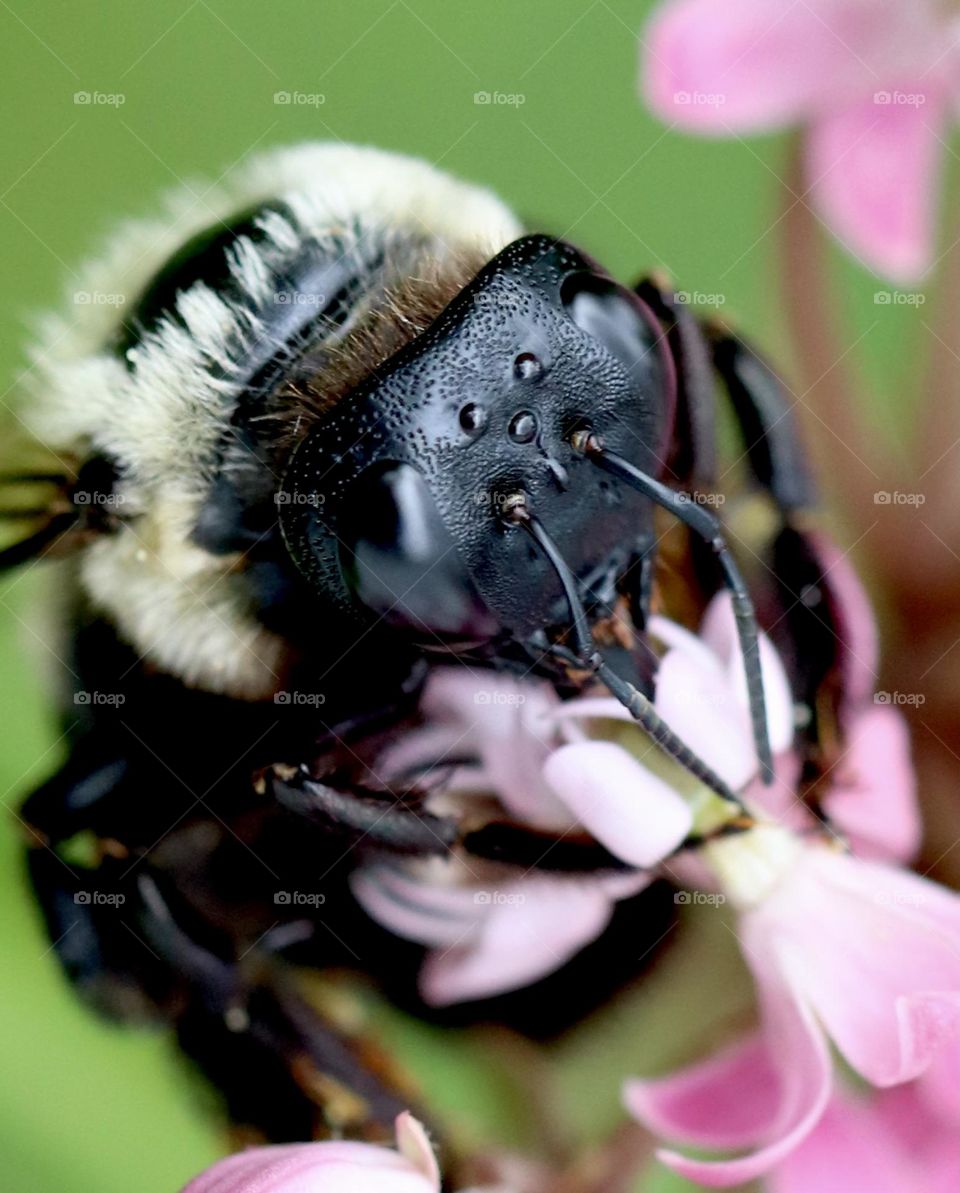 Carpenter bee closeup 