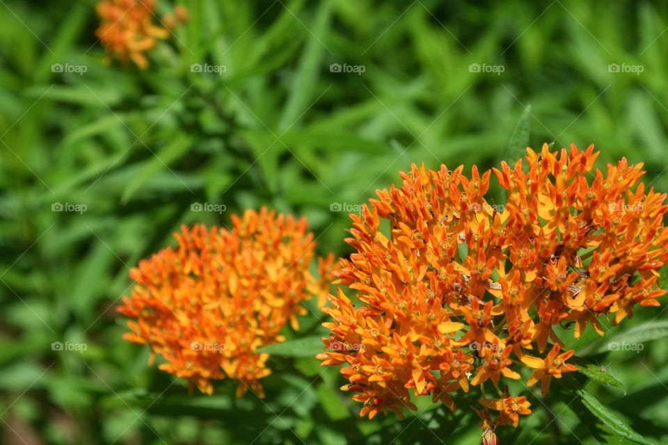 Fire Orange Flowers