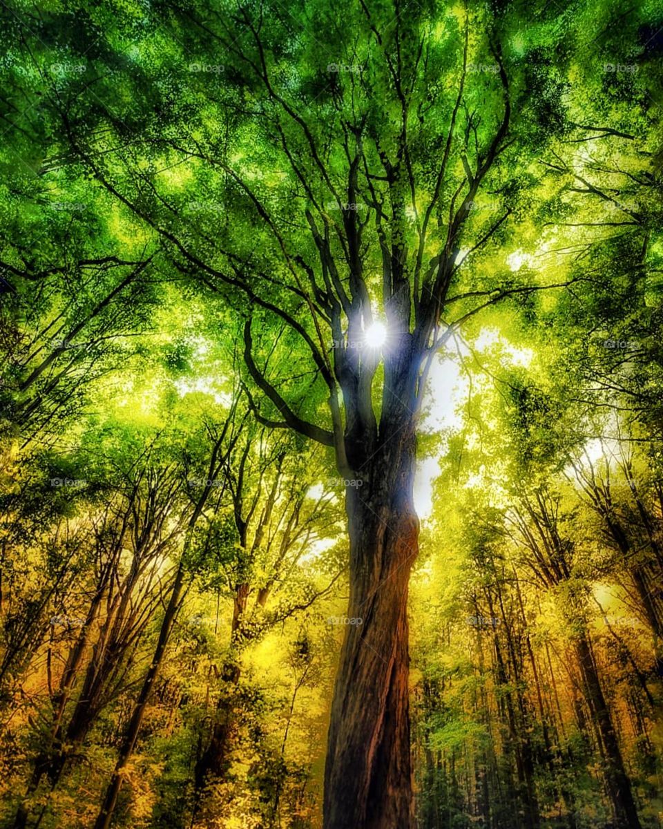 Artistic shot of the sun shining through the trees in the forest