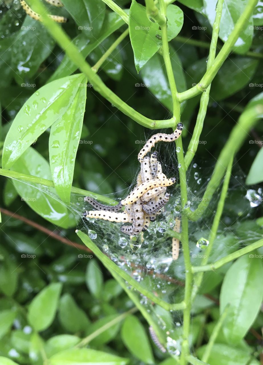 Gathering of caterpillars 