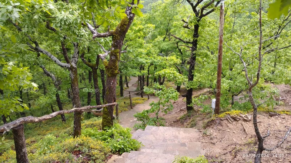 Forest