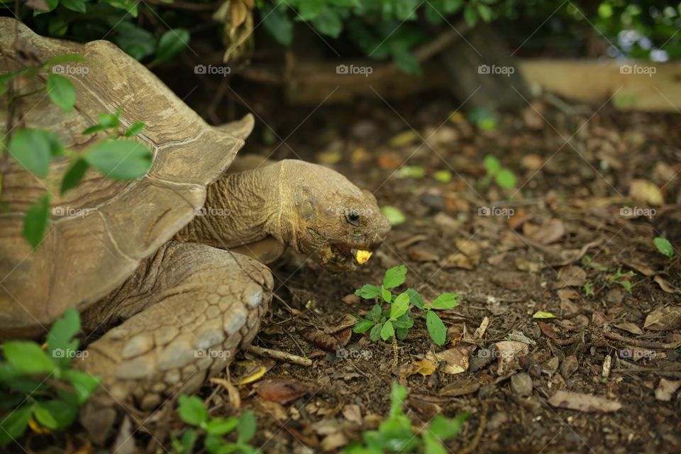 Tortoise 