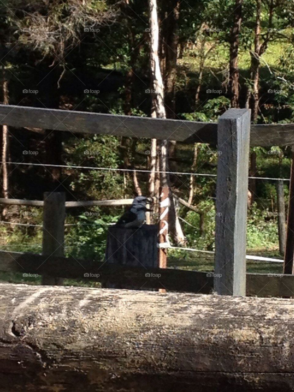 Kookaburra Pair