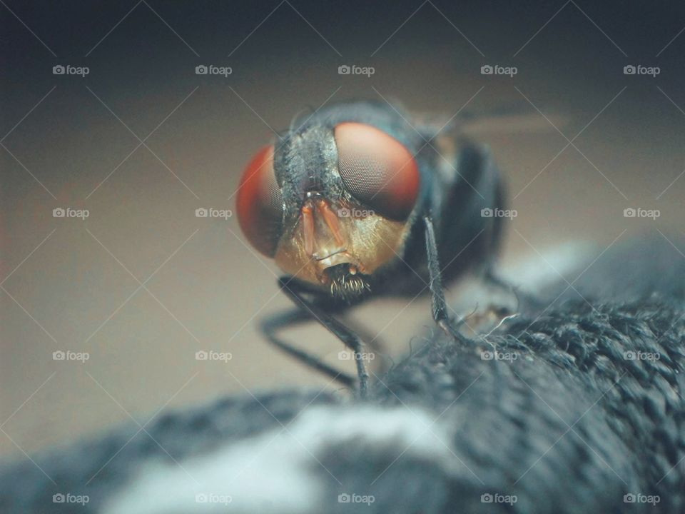 fly insect