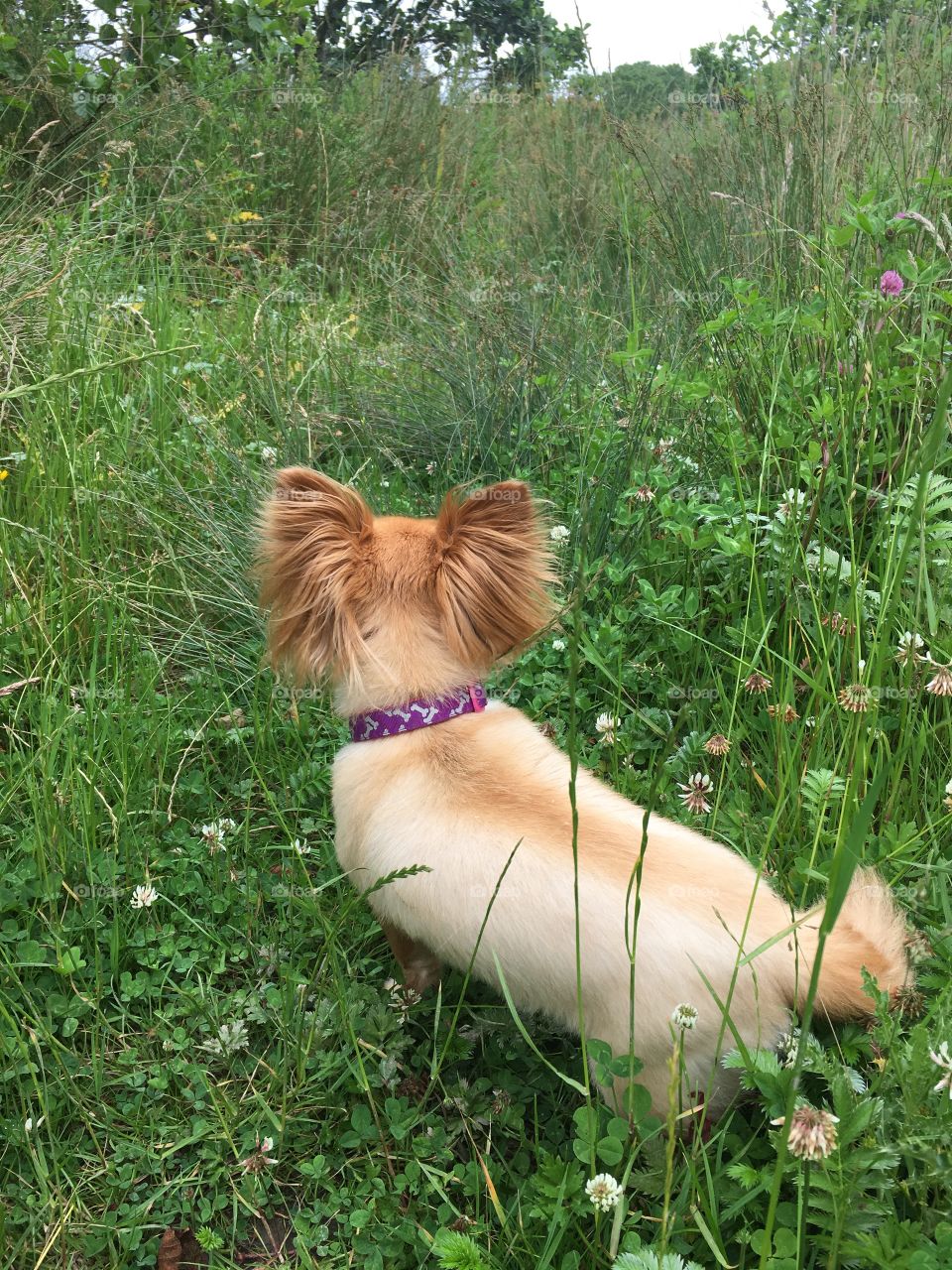 Florence in the long grass chihuahua 