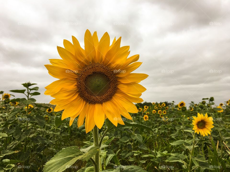 Sunflower