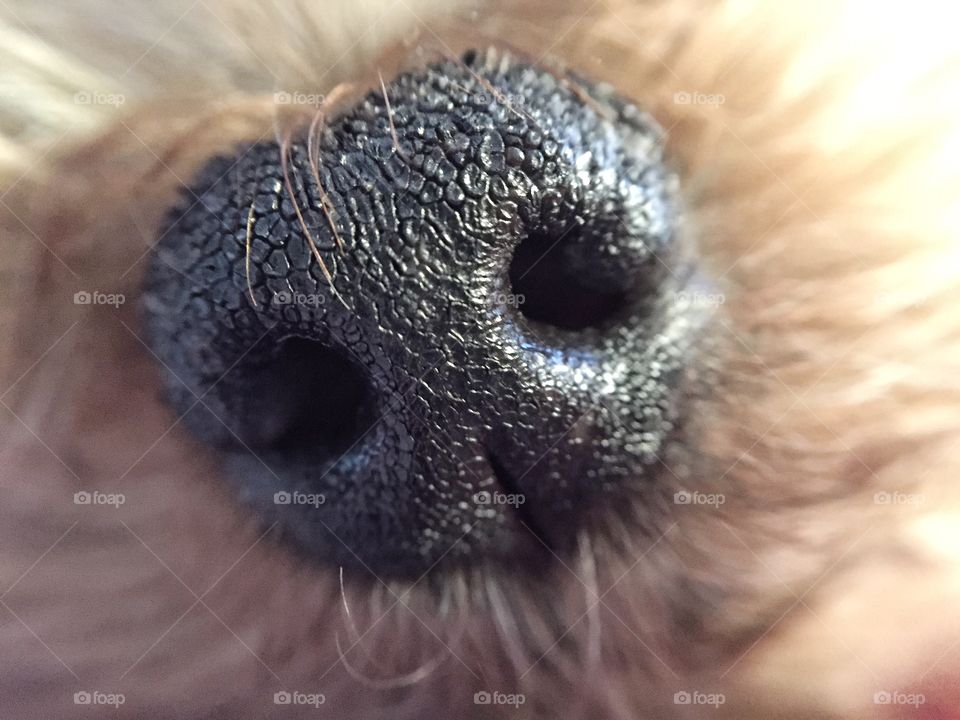 Nose of teacup Yorkie.