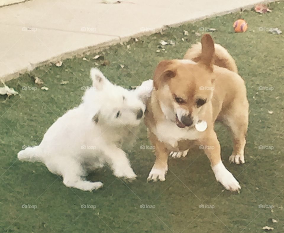Puppy meets Mariah. Our new Westie getting acquainted 