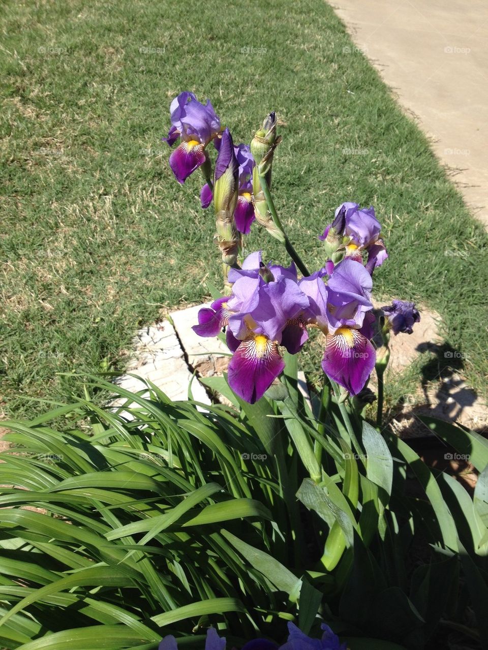 Iris in bloom