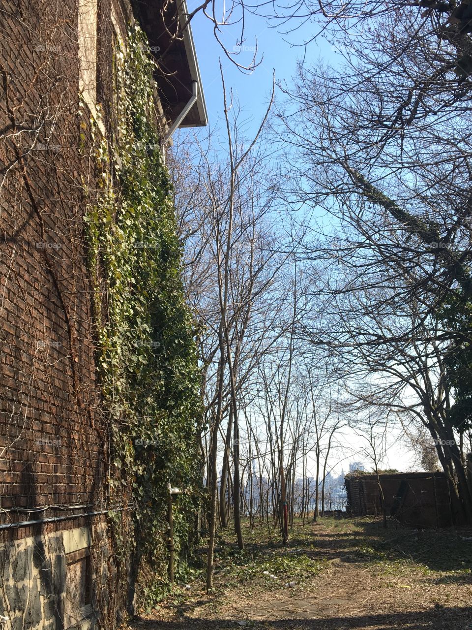 Wooded path, ivy-covered brick building
