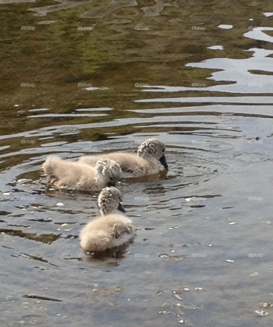 Baby swans