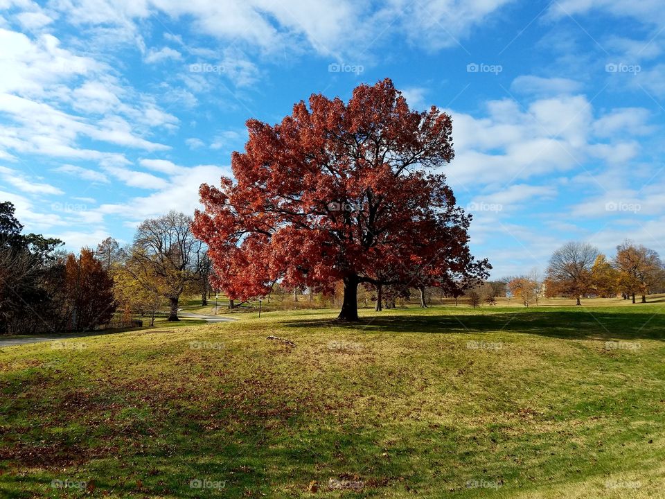 Treee in Baltimore park