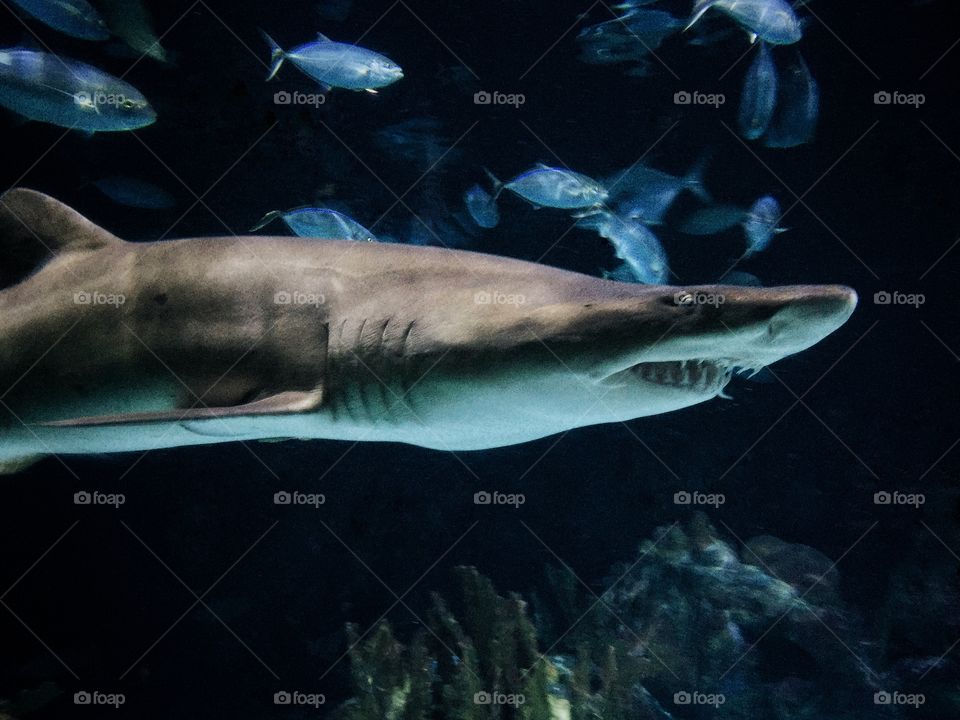 Shark swimming in aquarium