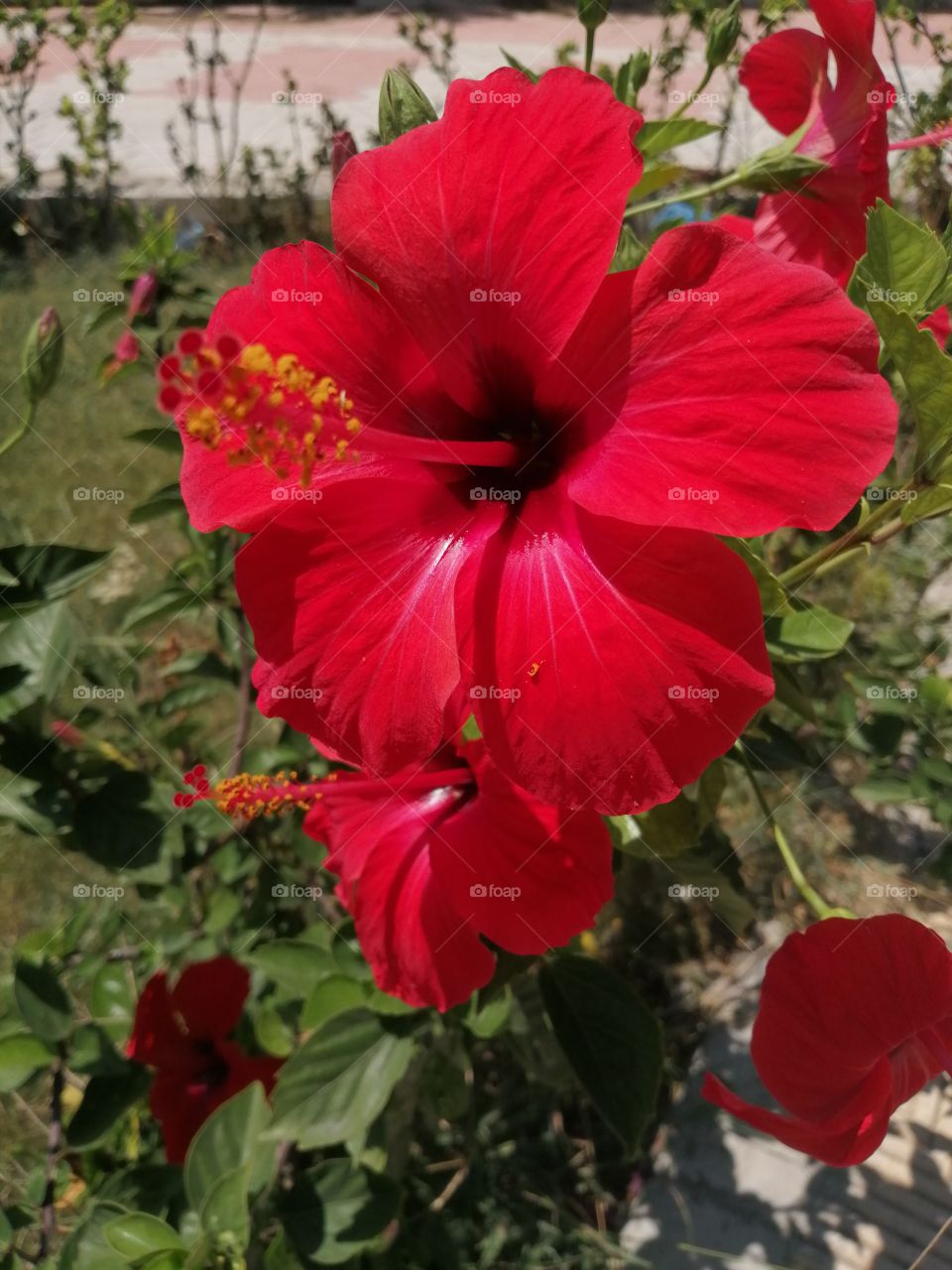 A red flower in a garden full of green plants.