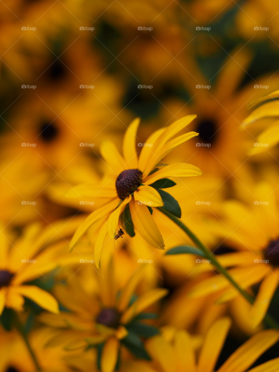 mosquito on a flower