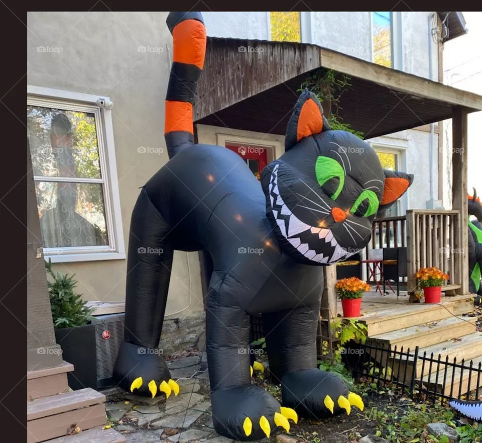 black cat lol