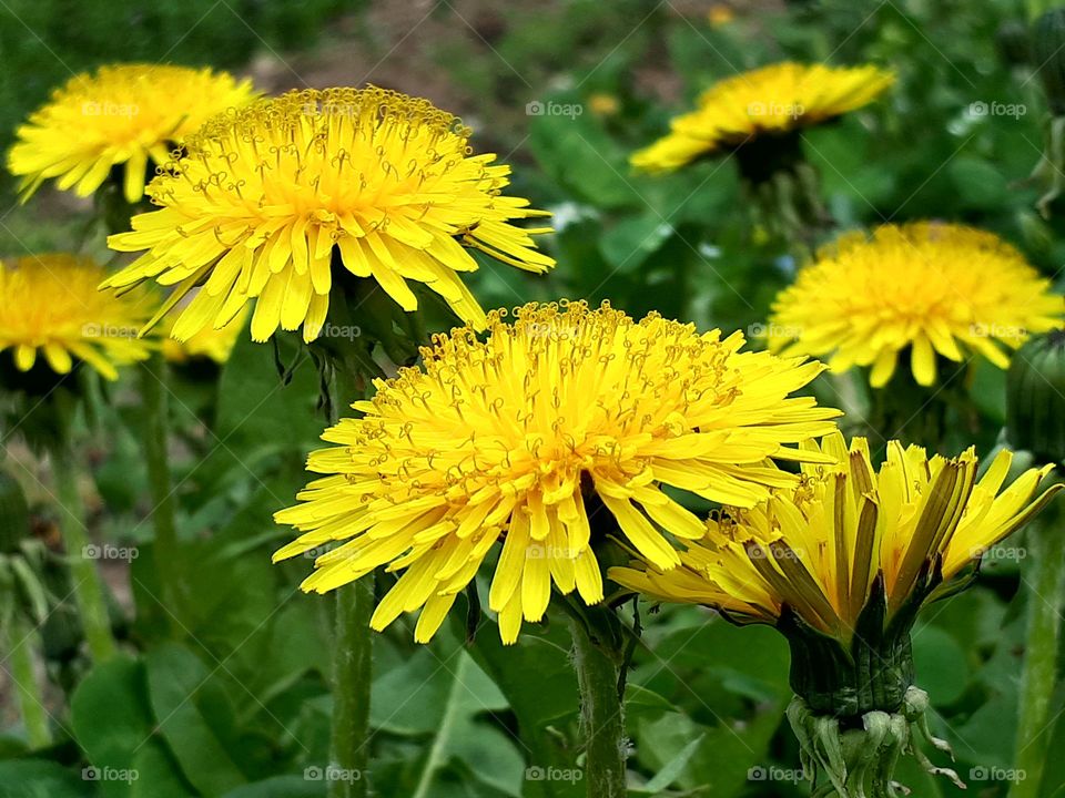 Dandelion (maslačak)