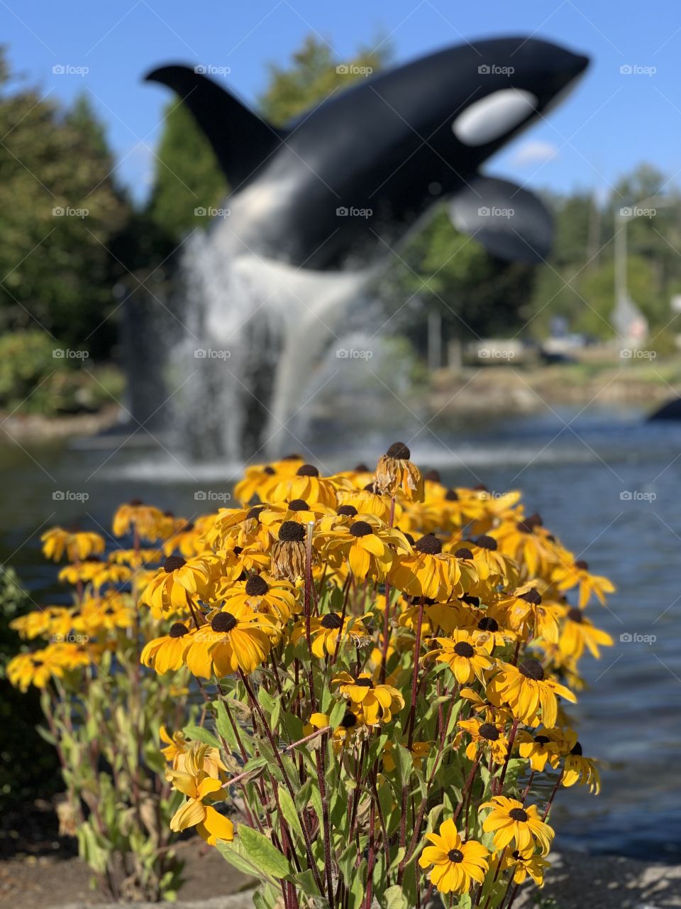 Wildflowers 