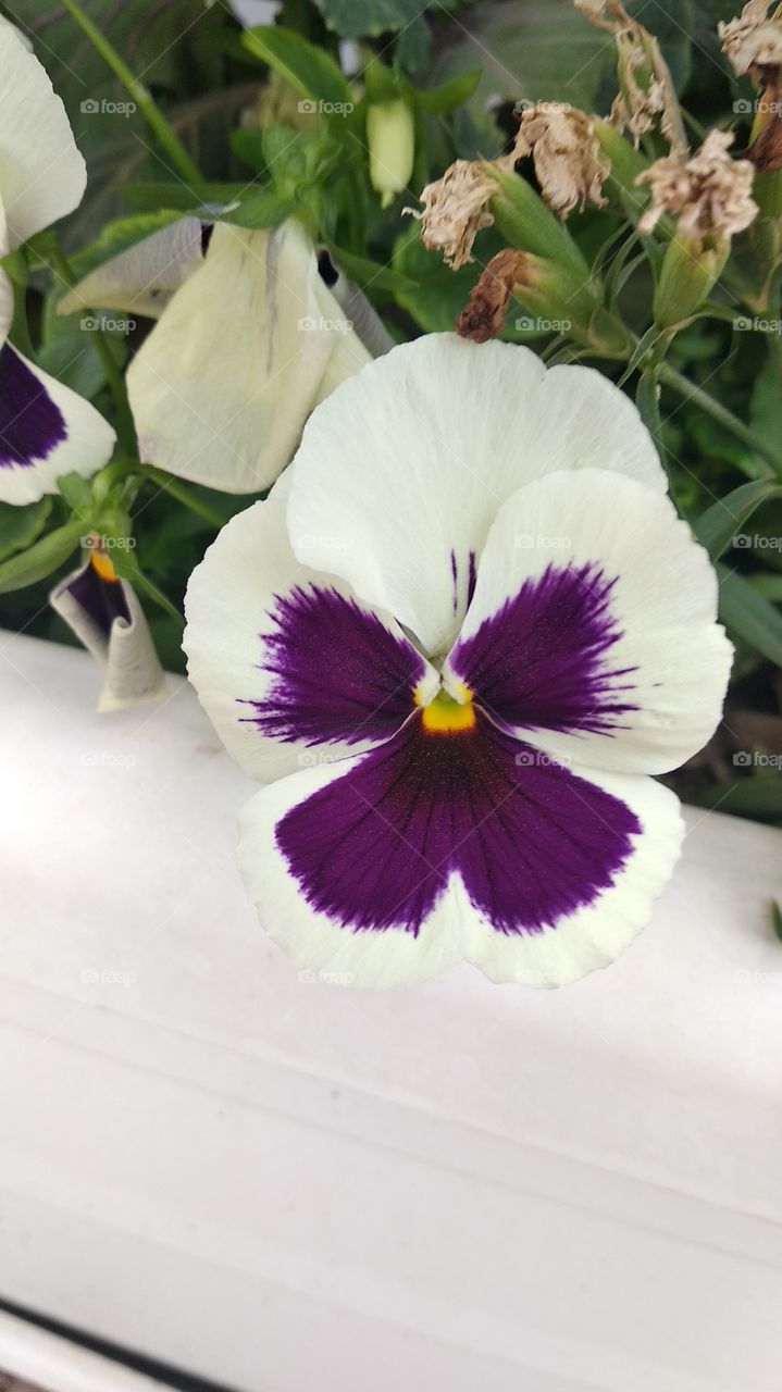 Purple and white flower