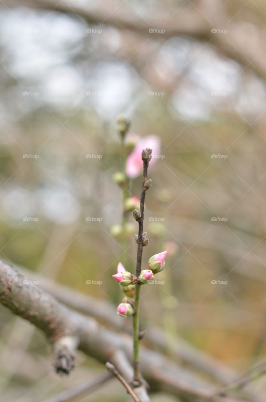 bud