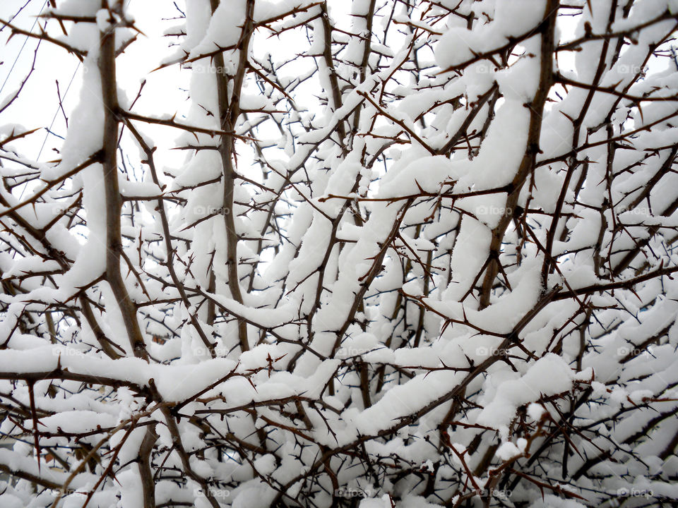 snow winter tree bleak by ptrendy