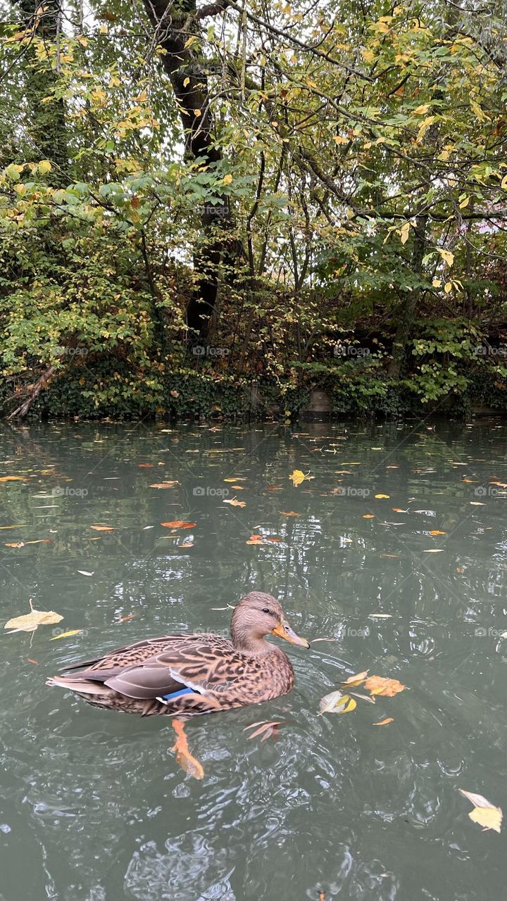 Duck swimming quietly in a pond surrounded by green