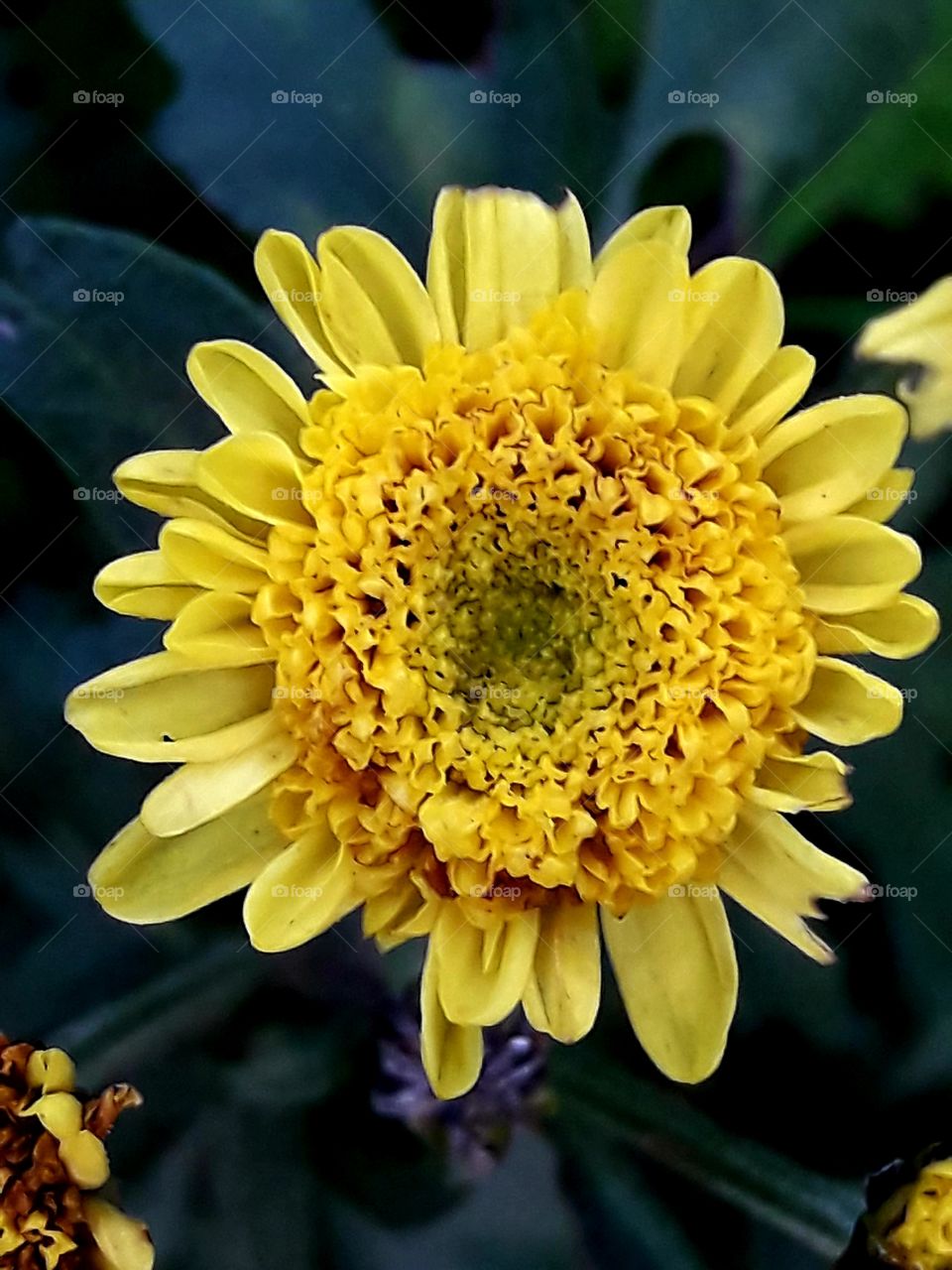 Yellow color blooming flower
