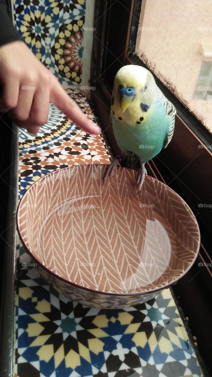 A parrot stands on a water plate to drink..