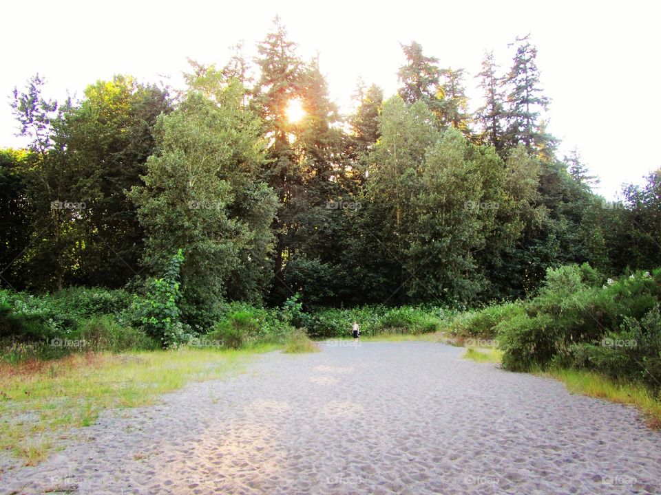 Forest and beach