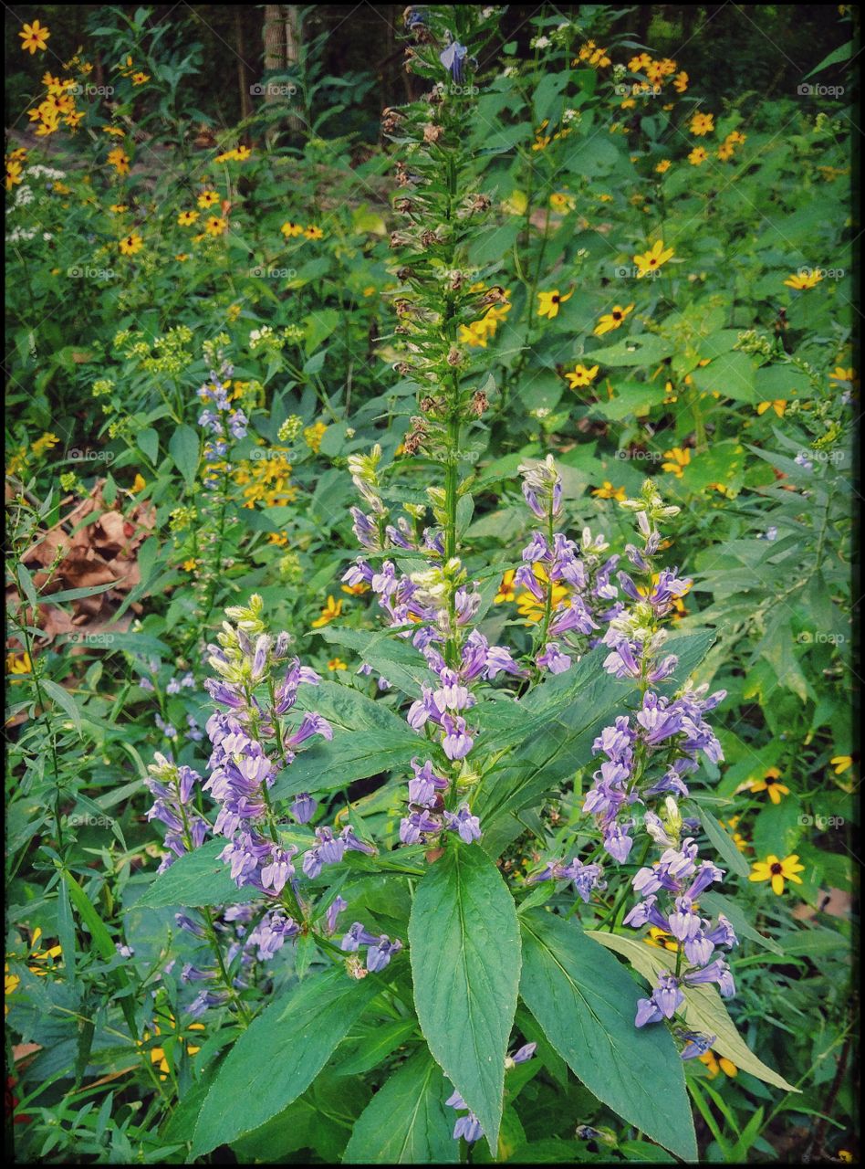 Flower, No Person, Leaf, Nature, Flora