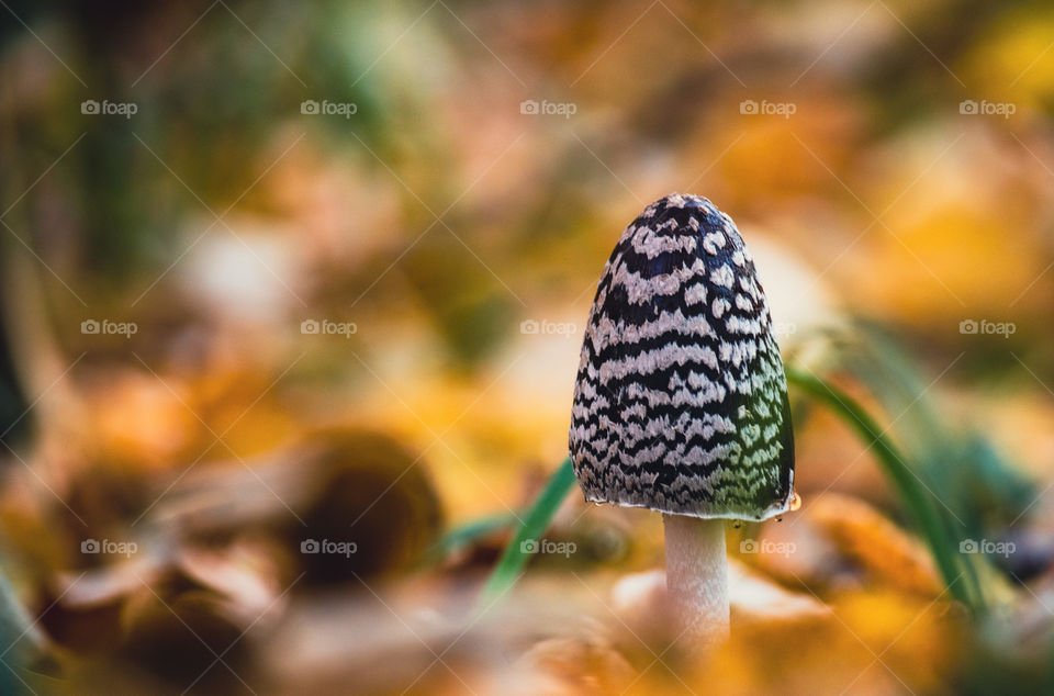 Mushroom in autumn foliage