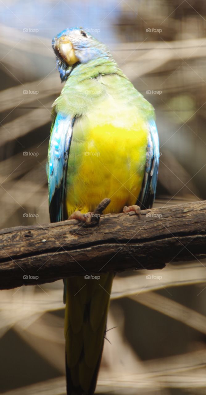 Parrot from Australia