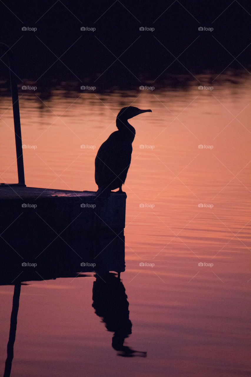 Bird on a jetty in colorful sunset - reflections .
Fågel på brygga i vacker solnedgång 