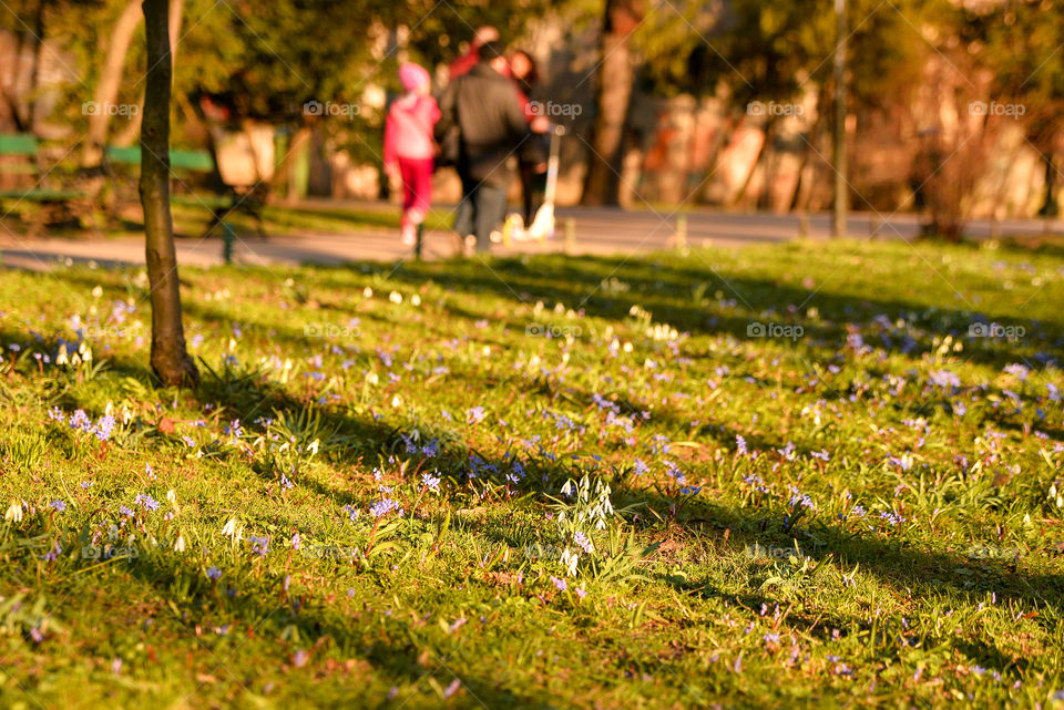 Nature, Grass, Landscape, Flower, Tree