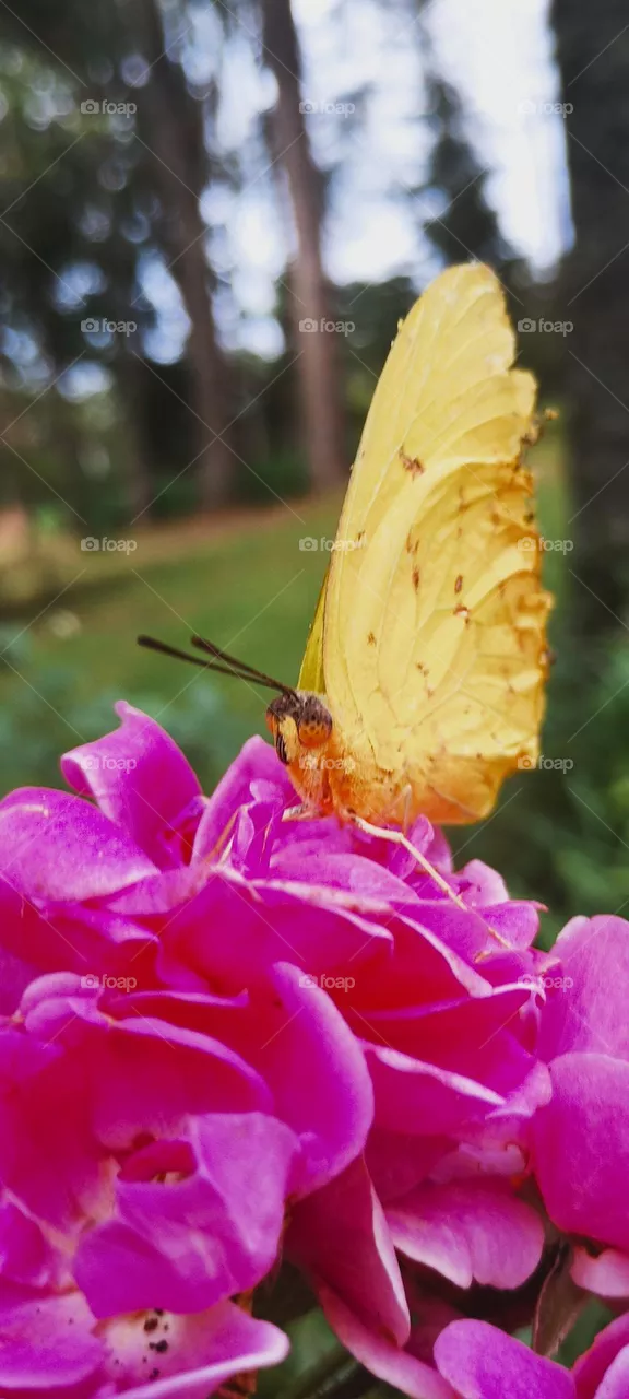 BUTTERFLY