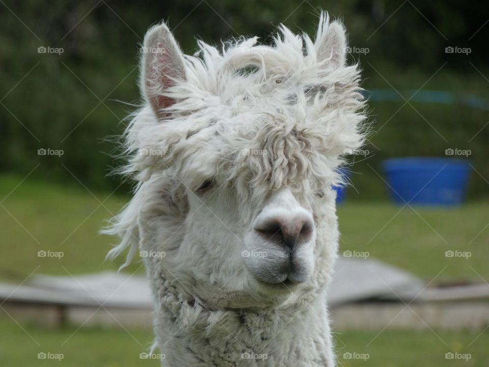 A close up of a alpaca 