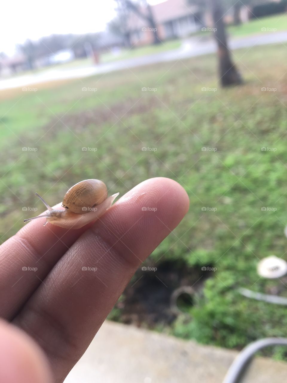 Life of a baby snail