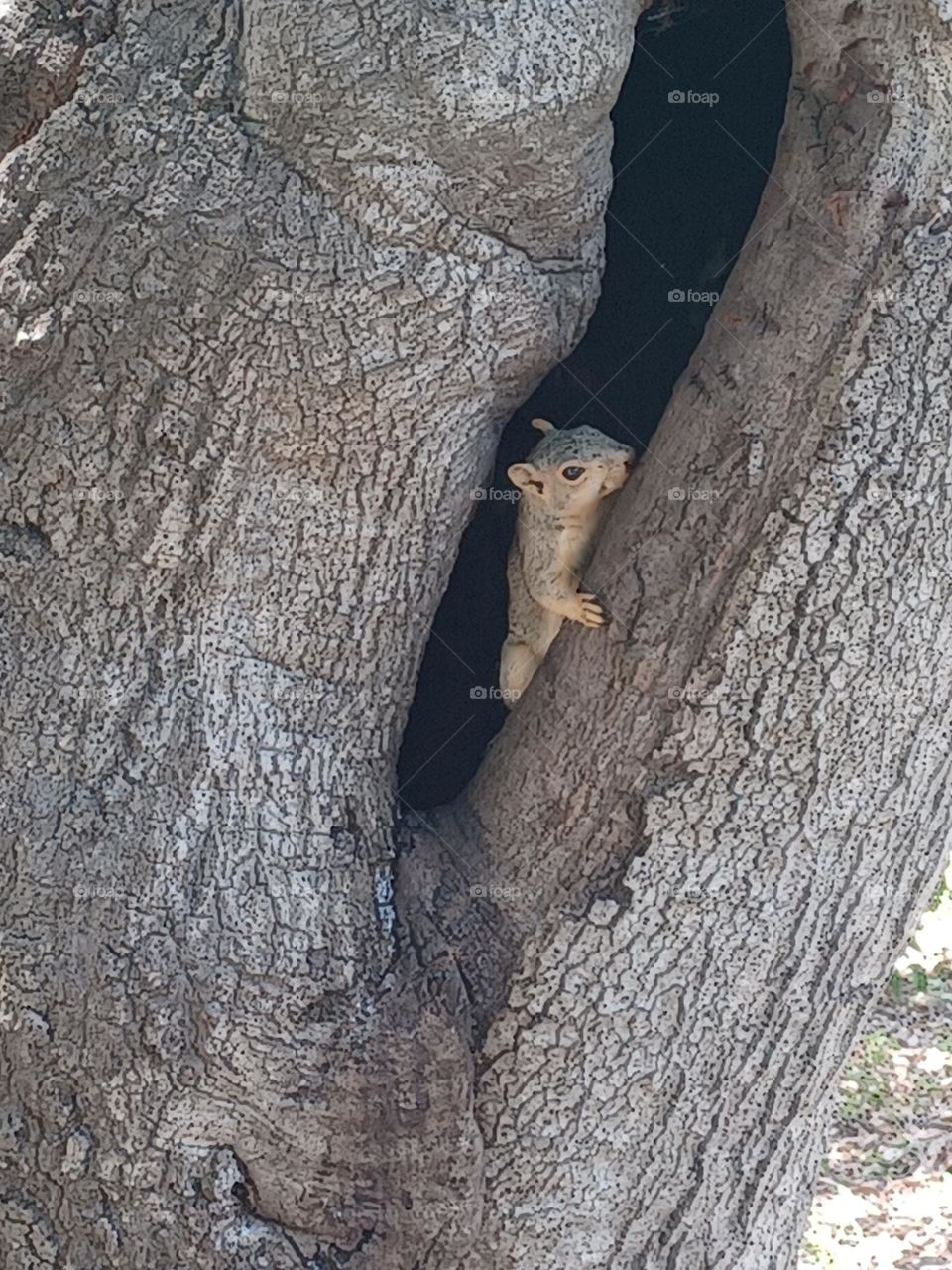 Tree Squirrel
