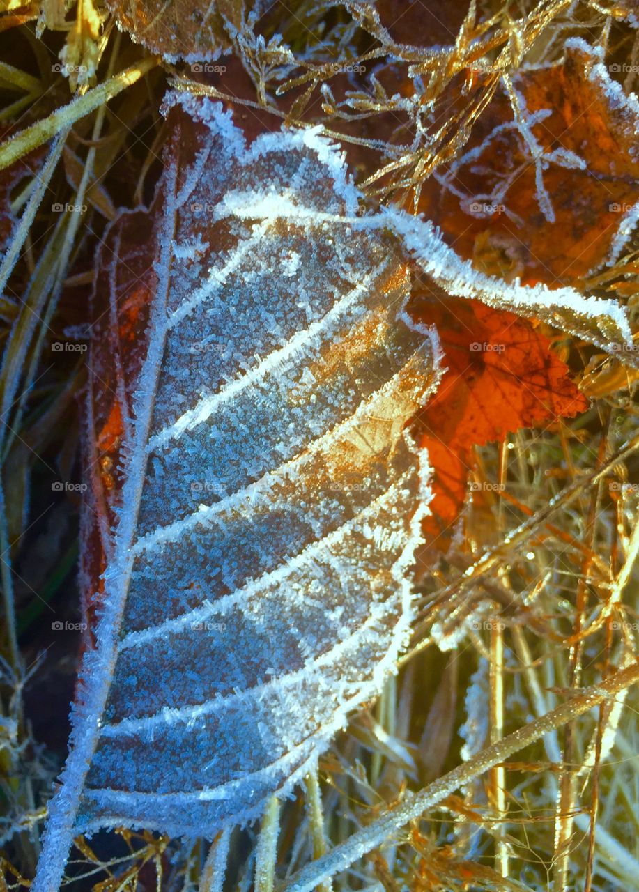 Frostigt löv