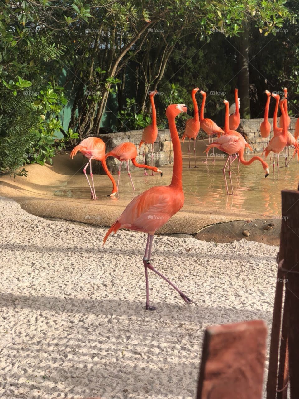 Flamingos 