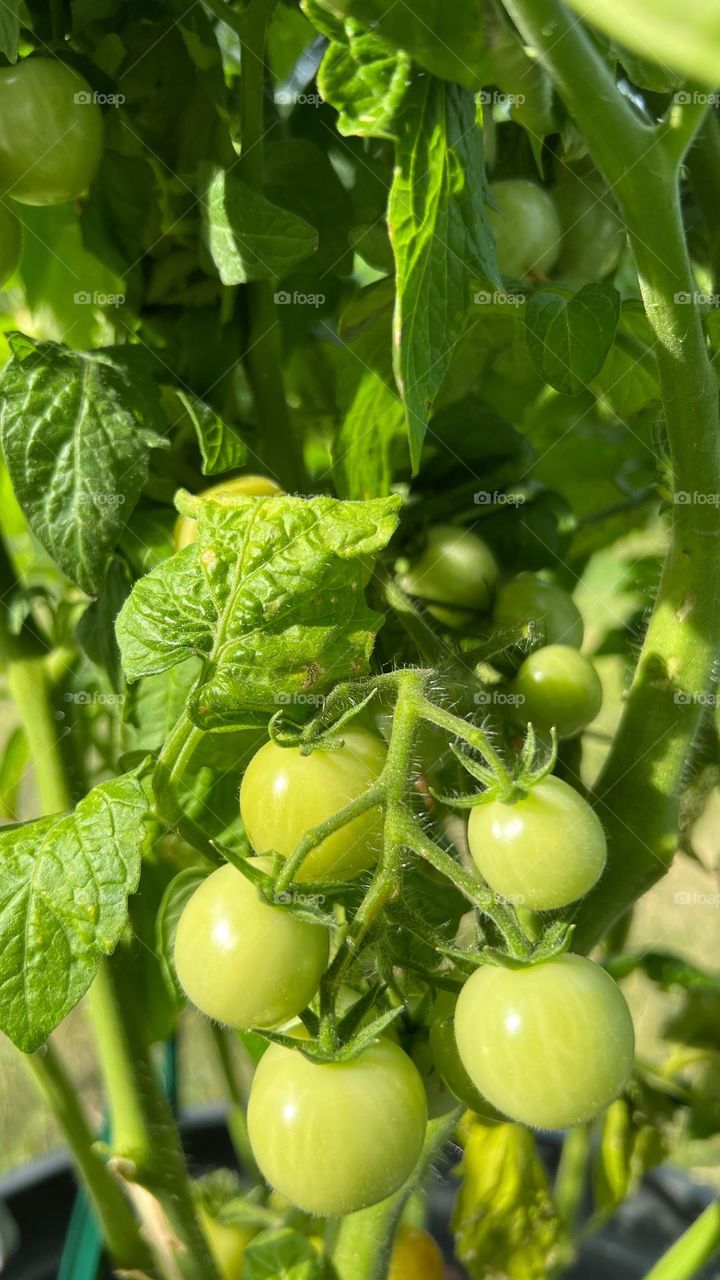 Green Cherry Tomatoes on Vine