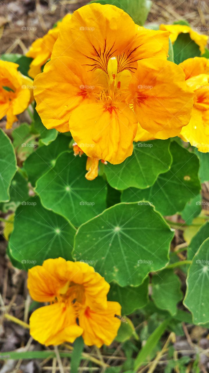 Nasturtium. Flower in my garden