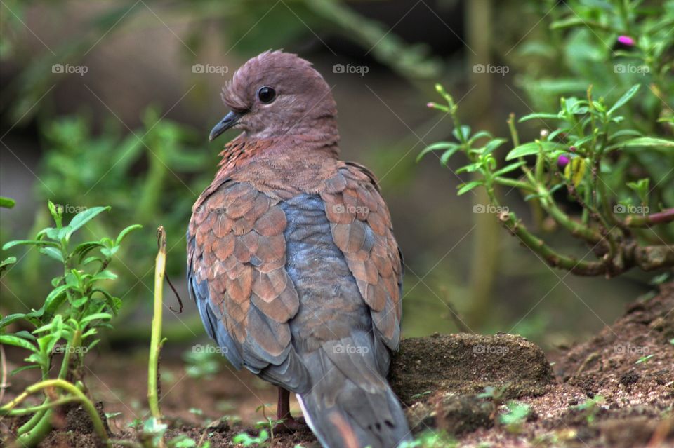 tropical mourning dove on a green background in spring