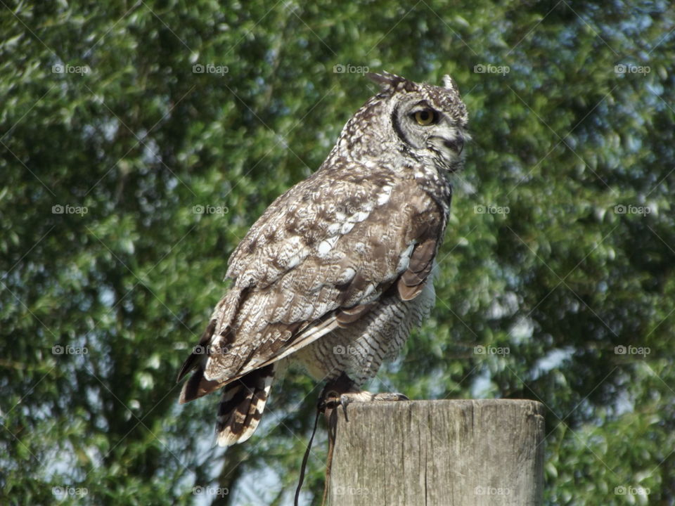 Owl On A Post