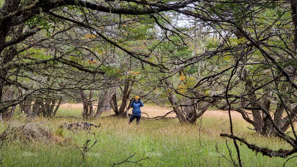 a person with his cell phone among the branches of a beautiful landscape of a lush forest