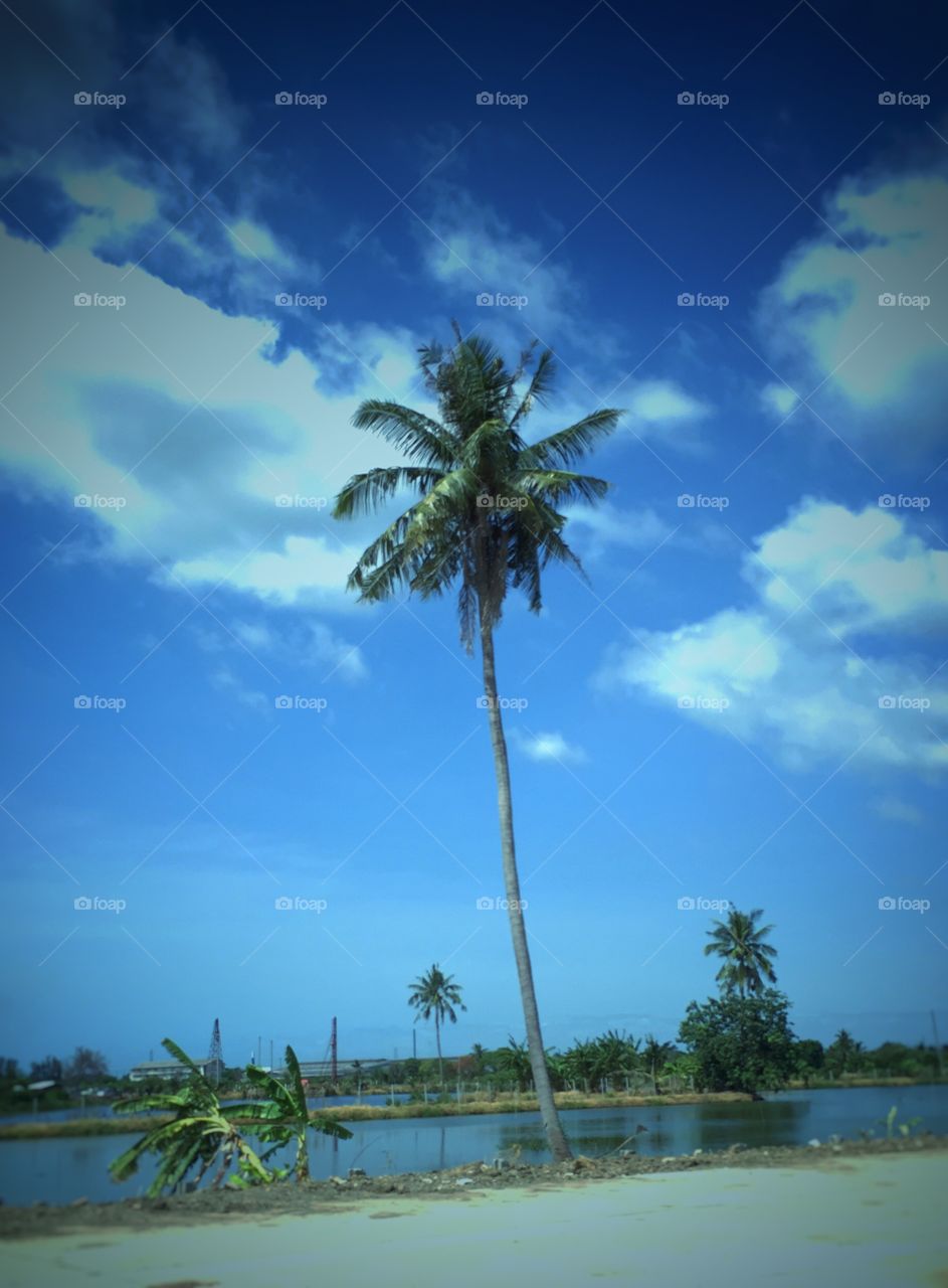 Nature. Coconut tree in the riverside